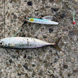 ジグサビキ　21