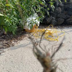 はじめてのテナガエビ