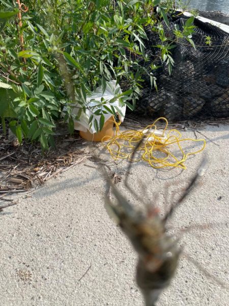 はじめてのテナガエビ