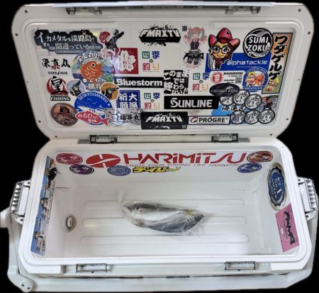 アジ/落とし込み