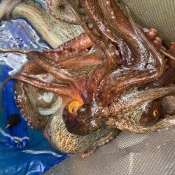 東京湾エギタコ