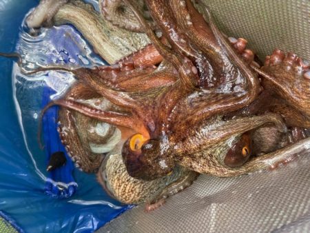 東京湾エギタコ