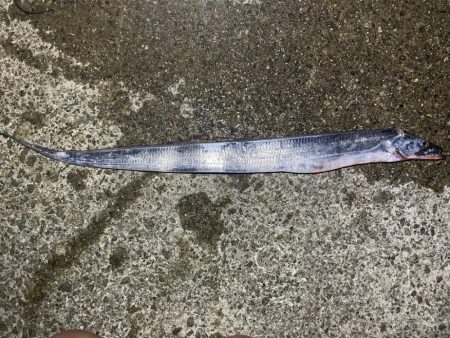 初太刀！  調査釣行