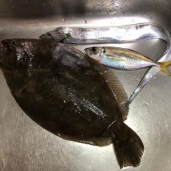 のませでヒラメ