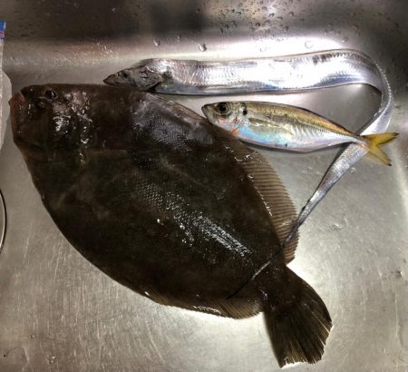 のませでヒラメ