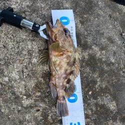 朝マヅメロックフィッシュ