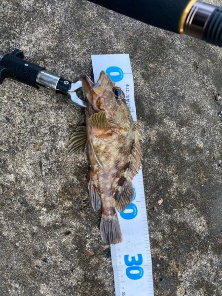 朝マヅメロックフィッシュ