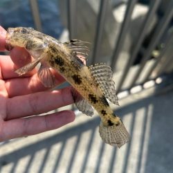 福井隙間時間釣行