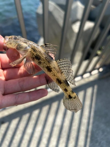 福井隙間時間釣行