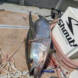 キハダキャスティング