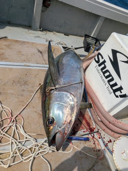 キハダキャスティング