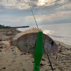 淡路釣行マアジ〜シロギス