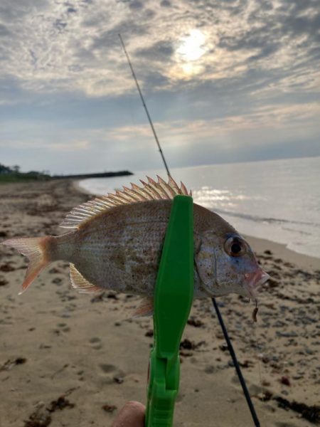 淡路釣行マアジ〜シロギス