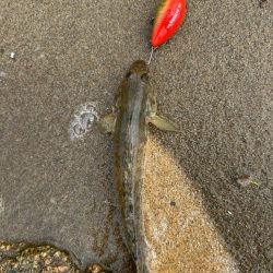 今日も淀川で…