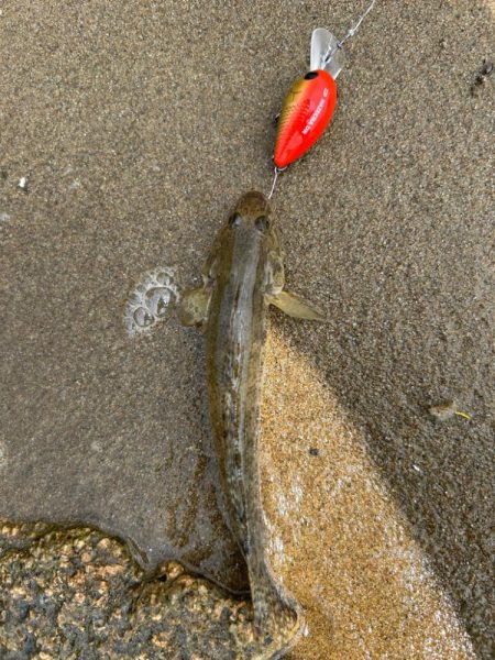 今日も淀川で…