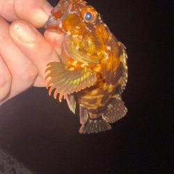 盆休み最後の釣りはアジング