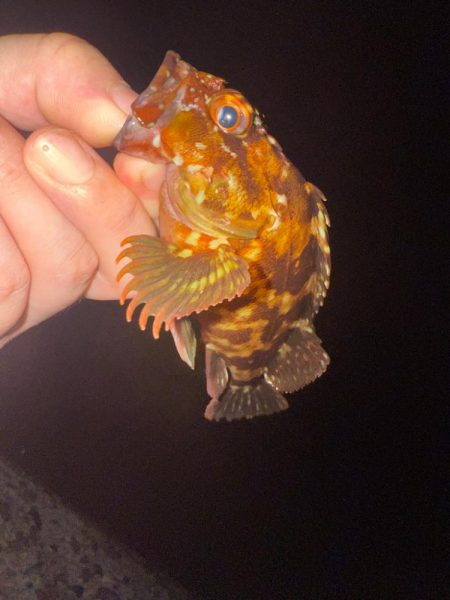 盆休み最後の釣りはアジング