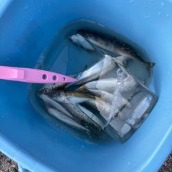 アジュール舞子　サビキ釣行