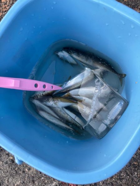 アジュール舞子　サビキ釣行