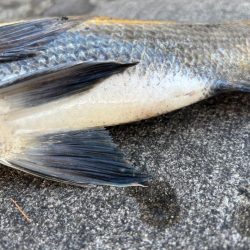 終わりかけにチヌ釣れした！