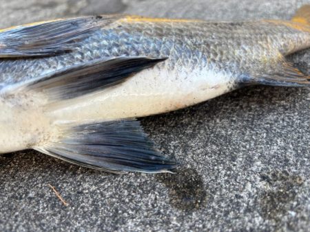 終わりかけにチヌ釣れした！