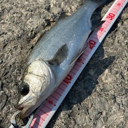 ショアジギング