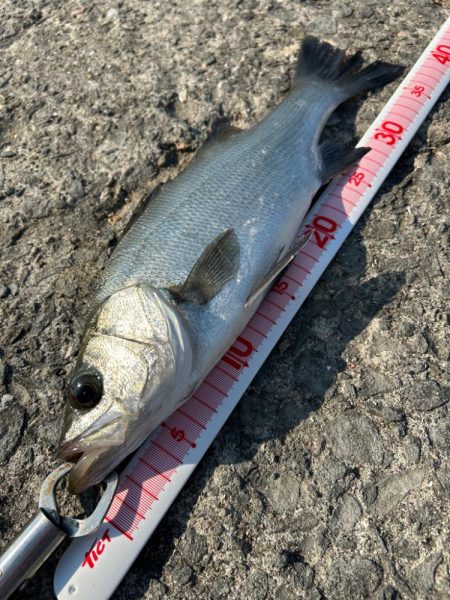 ショアジギング