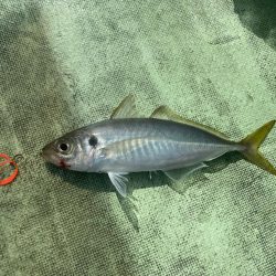 2025.8Mission新潟のつり③