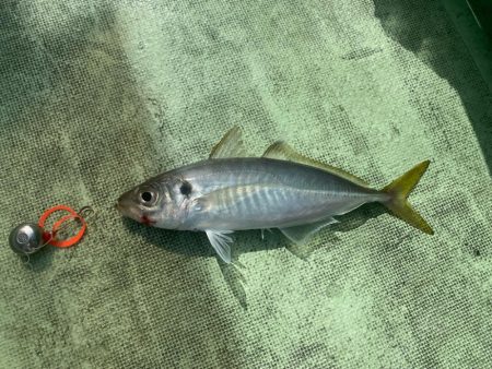 2025.8Mission新潟のつり③