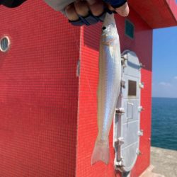 淡路マアジ〜シロギス