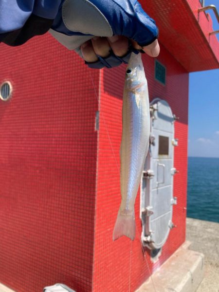 淡路マアジ〜シロギス