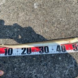 シロギスタのスミ1キビレDAY