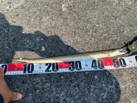 シロギスタのスミ1キビレDAY