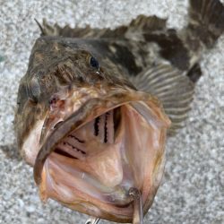 デイアコウがんばる・・・根魚多数