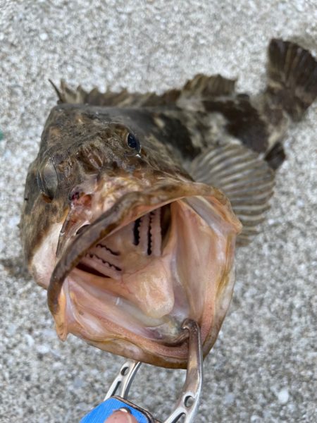 デイアコウがんばる・・・根魚多数