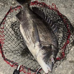 ヘチってきました