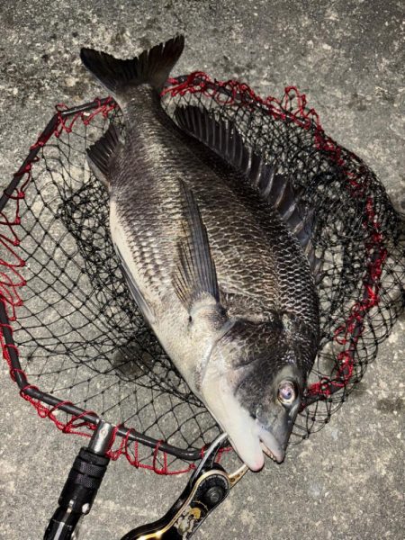 ヘチってきました