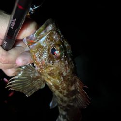 ロックフィッシュ