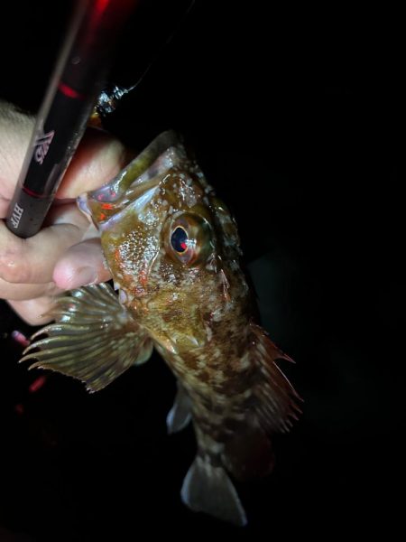 ロックフィッシュ