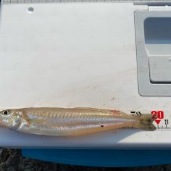 夕刻のシロギスタ