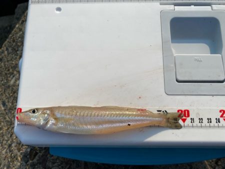 夕刻のシロギスタ