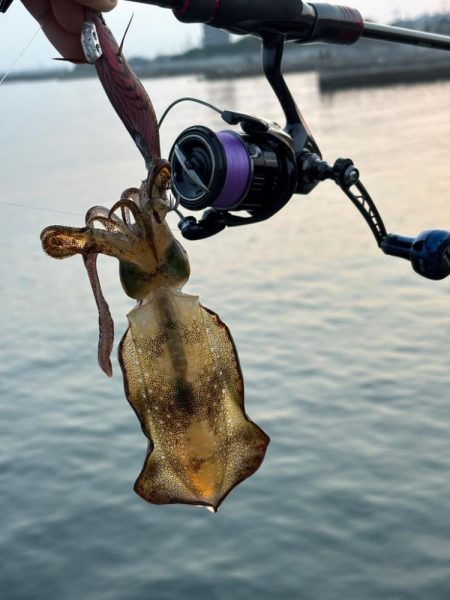 イカ1時間青物1時間その後はポツポツ