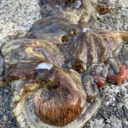 デイアコウがんばる・・・アコウ１＋タコ少々