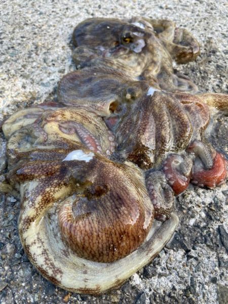 デイアコウがんばる・・・アコウ１＋タコ少々