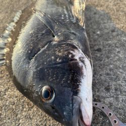 エビ撒きでクロダイ釣れました