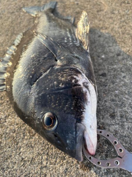 エビ撒きでクロダイ釣れました