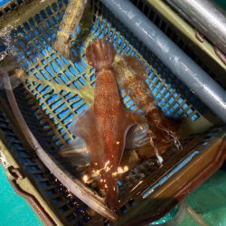 イカメタル5回目初大剣‼️