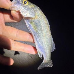 真夏のライトエギング