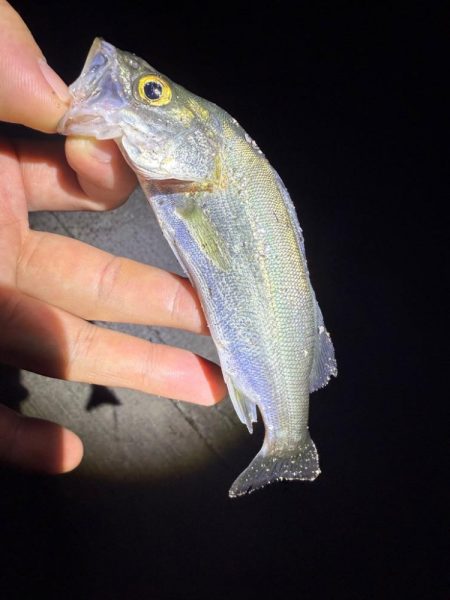 真夏のライトエギング