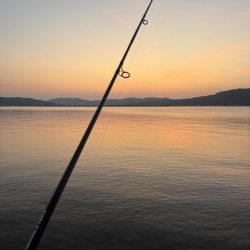 今日は狙い通りツバスでした、が、